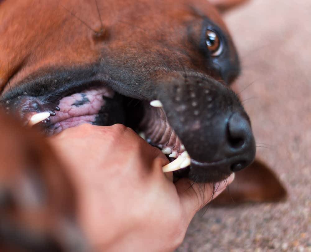 How Much Is Your Dog Bite Injury Case Worth In Texas?