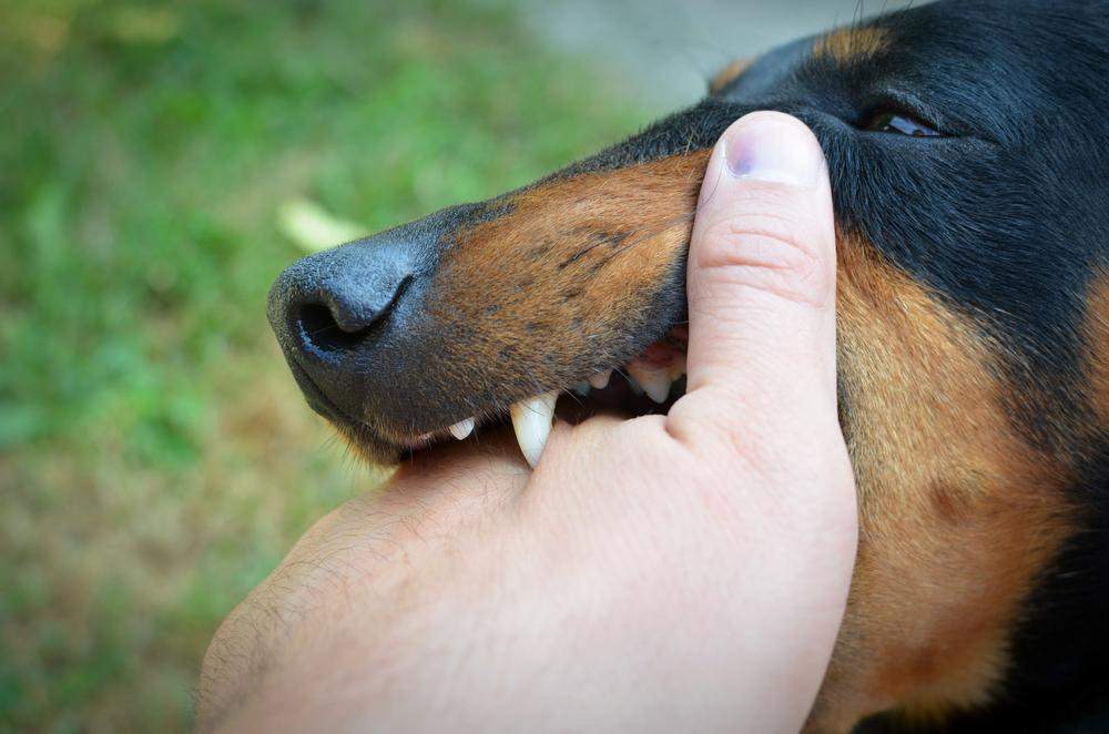 Frisco Dog Bite Injury Lawyer